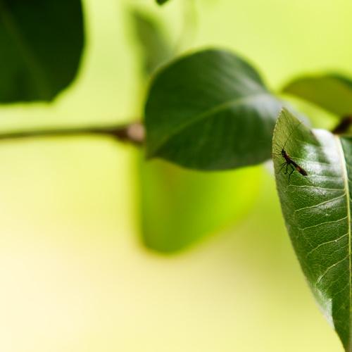 Photo #4275991