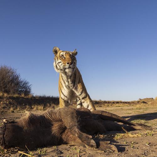 Photo #4277491