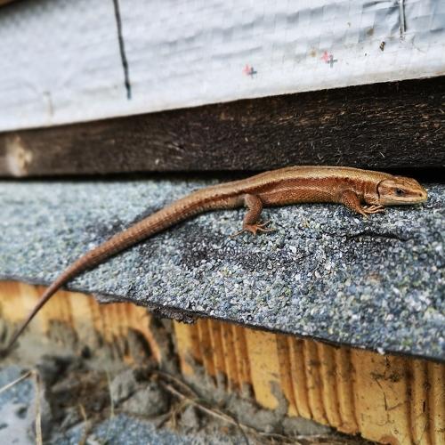 Photo #4277575