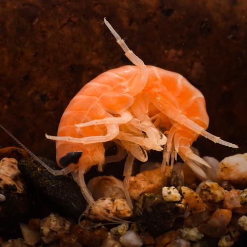 Ommatogammarus flavus (Dybowsky, 1874)
