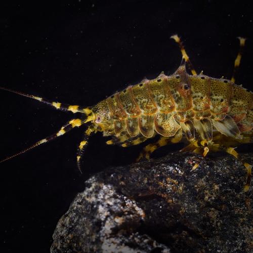 Pallasea cancellus (Pallas, 1776)
