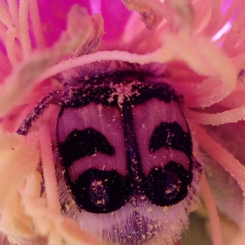 Photo #4278886