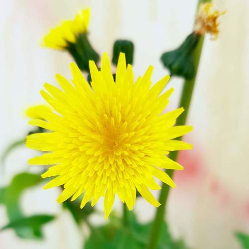 Photo #4278939