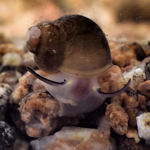Benedictia baicalensis (Gerstfeldt, 1859)
