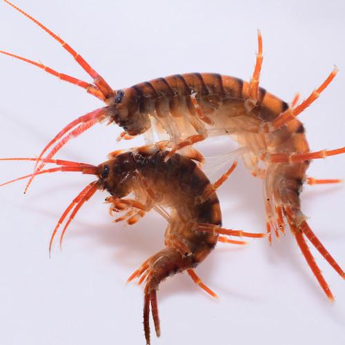 Red-blood couple