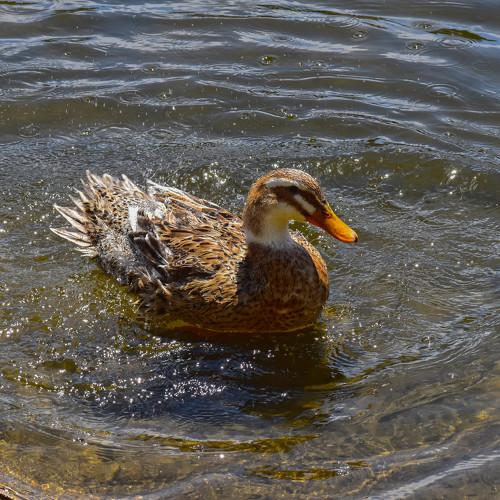 Photo #4279705