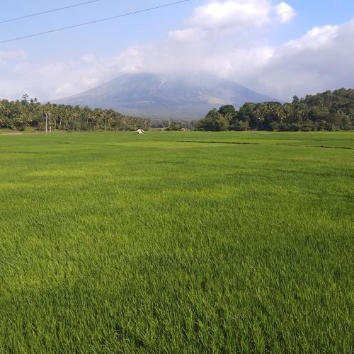 Ricefield