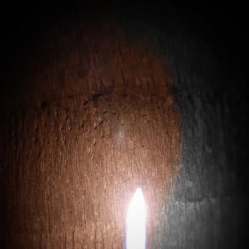Photo #4281752