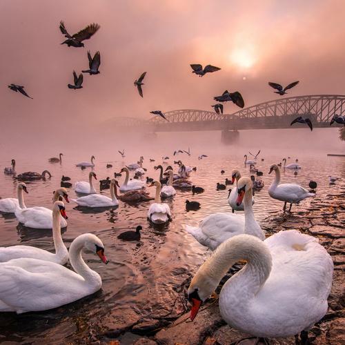 art of swans