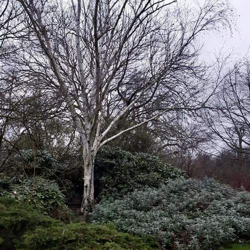 Birch tree and bushes