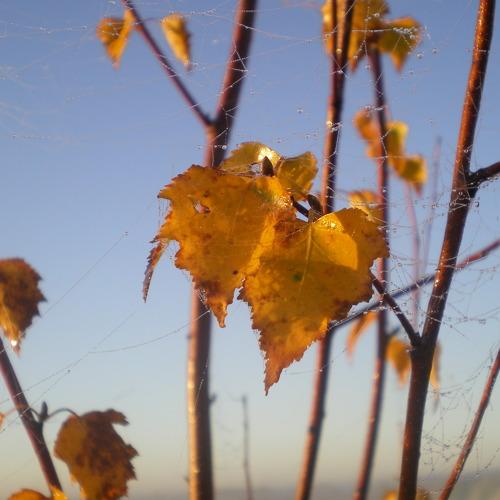 Photo #4285506