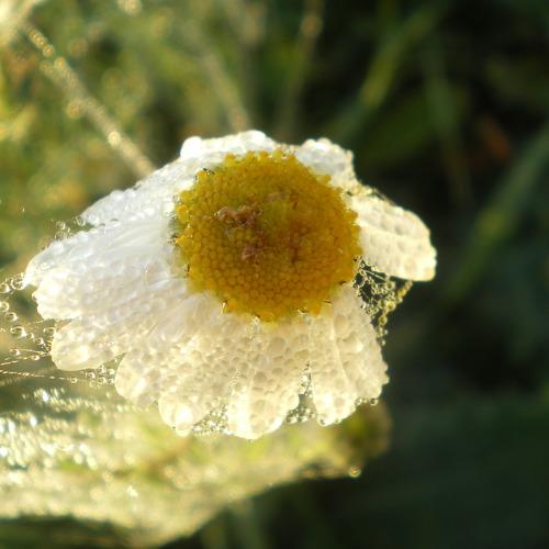 Photo #4285507