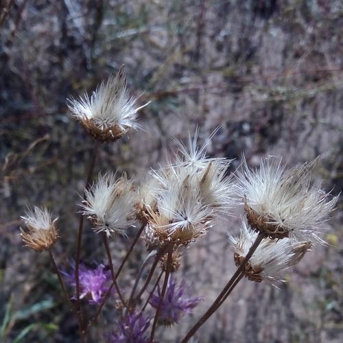 Photo #4286111