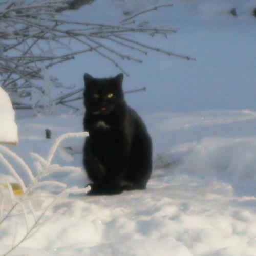 Photo #4286260
