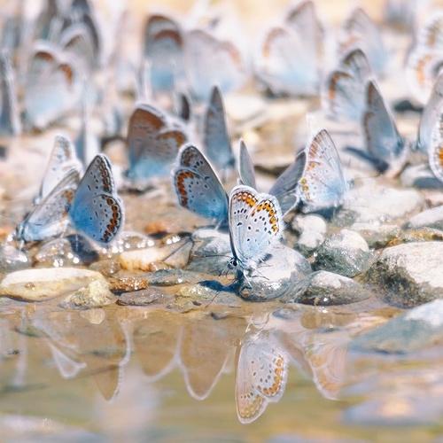 Photo #4286996