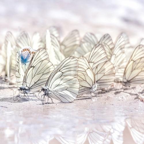 Photo #4287015