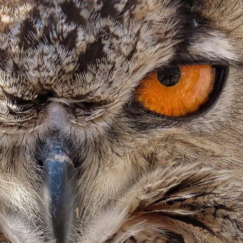 If looks could kill