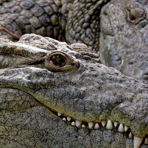 In a while crocodile