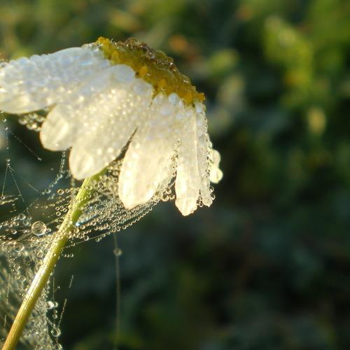 Photo #4287786