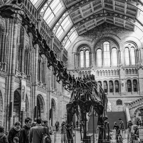 Dinosaur in the Foyer