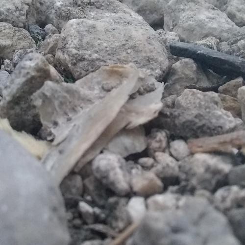 Photo #4293746