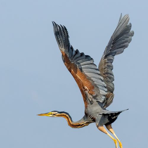 Purple Heron