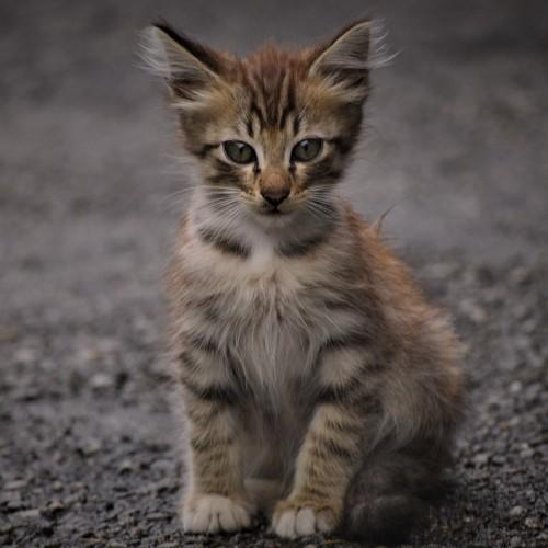 Photo #4295442