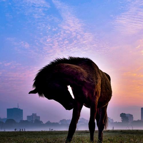 Unicorn