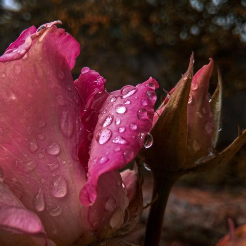 Photo #4295982