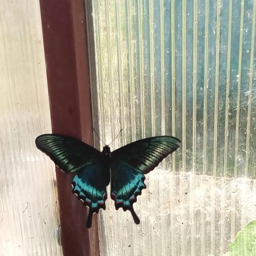 Photo #4296379
