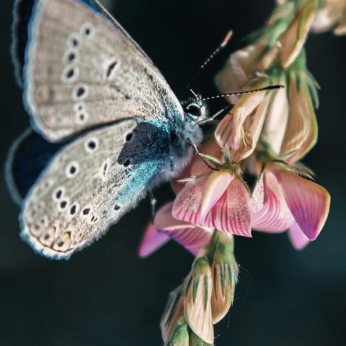 Photo #4296420