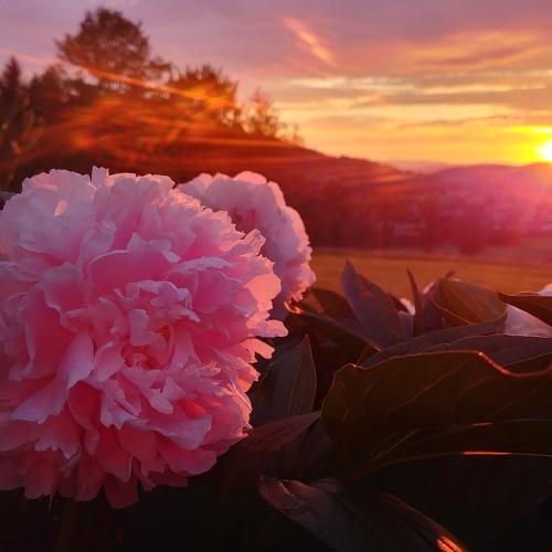 Photo #4296630