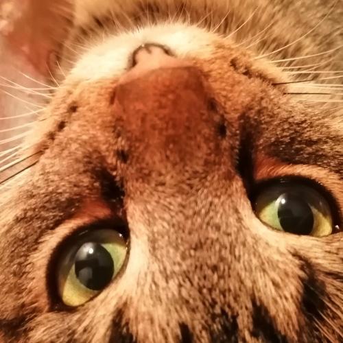 Photo #4296896
