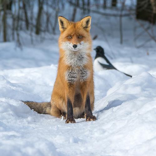 Photo #4296920
