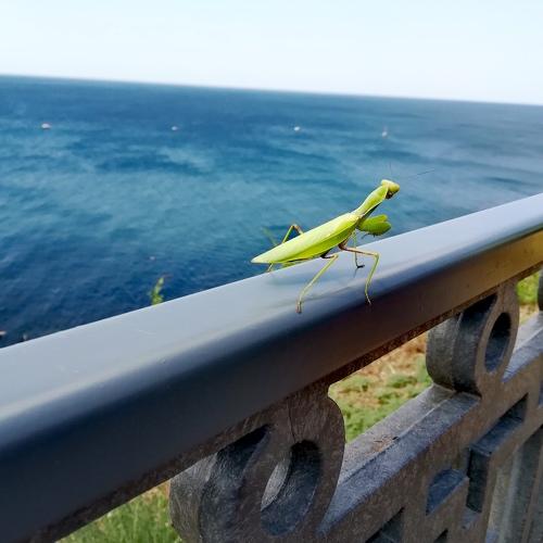 Photo #4297413