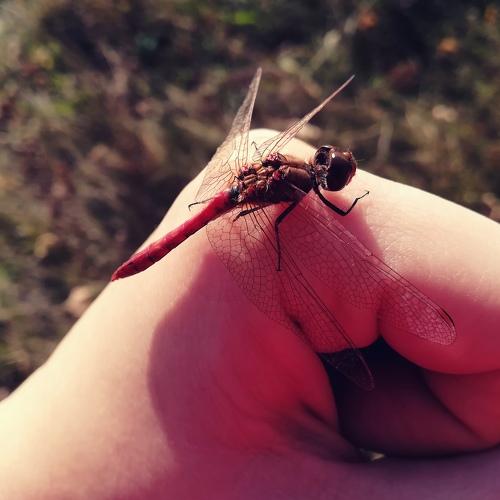 Photo #4297708