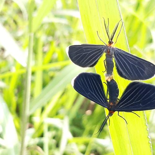 Naturaleza instintiva