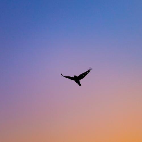 Flight in a sunrise