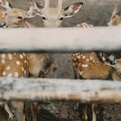 Photo #4298795