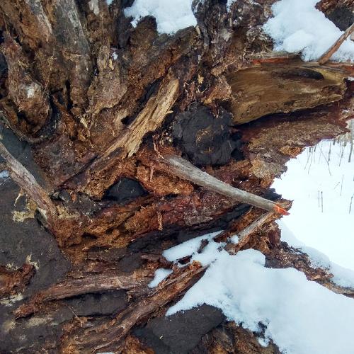 Photo #4298988