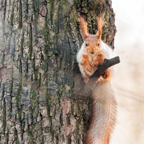 Photo #4299307