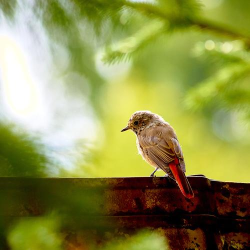 Photo #4299335