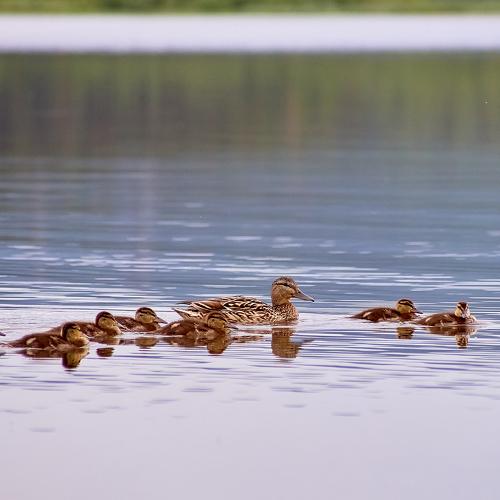 Photo #4299411