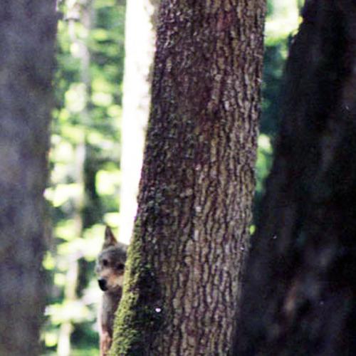 Photo #4299552