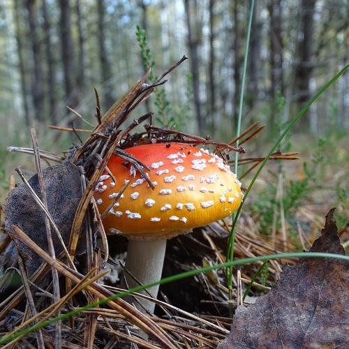 Photo #4299691