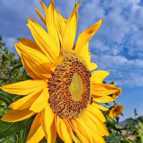 sunflower