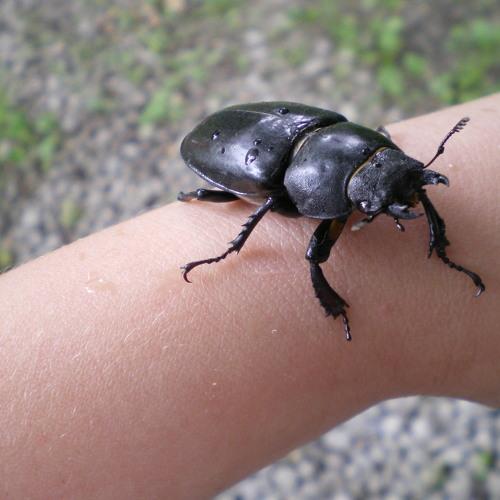 Photo #4300668
