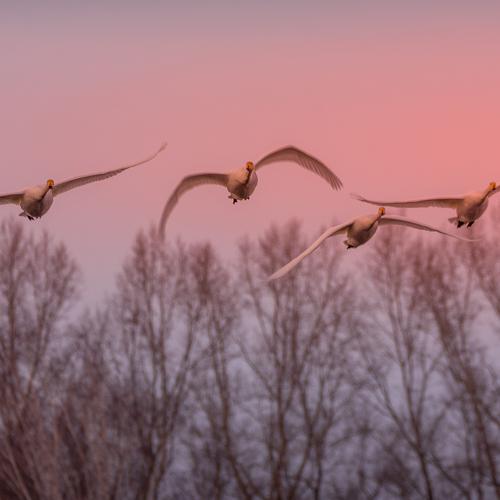 Photo #4301577