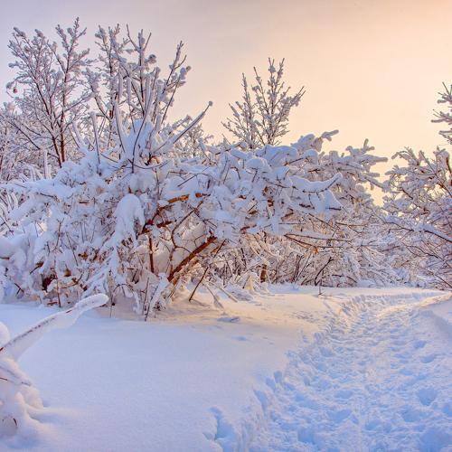 Photo #4302111
