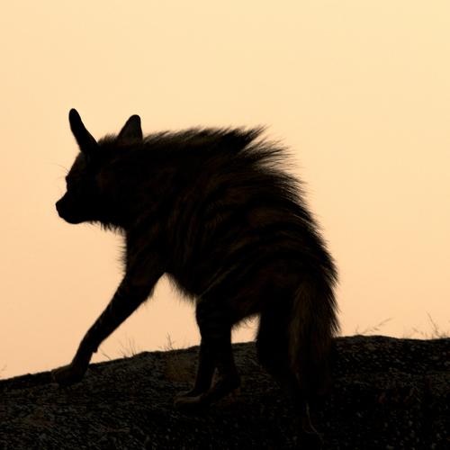 Photo #4303275